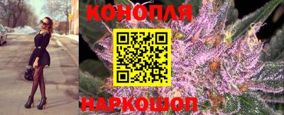 шишки Гай